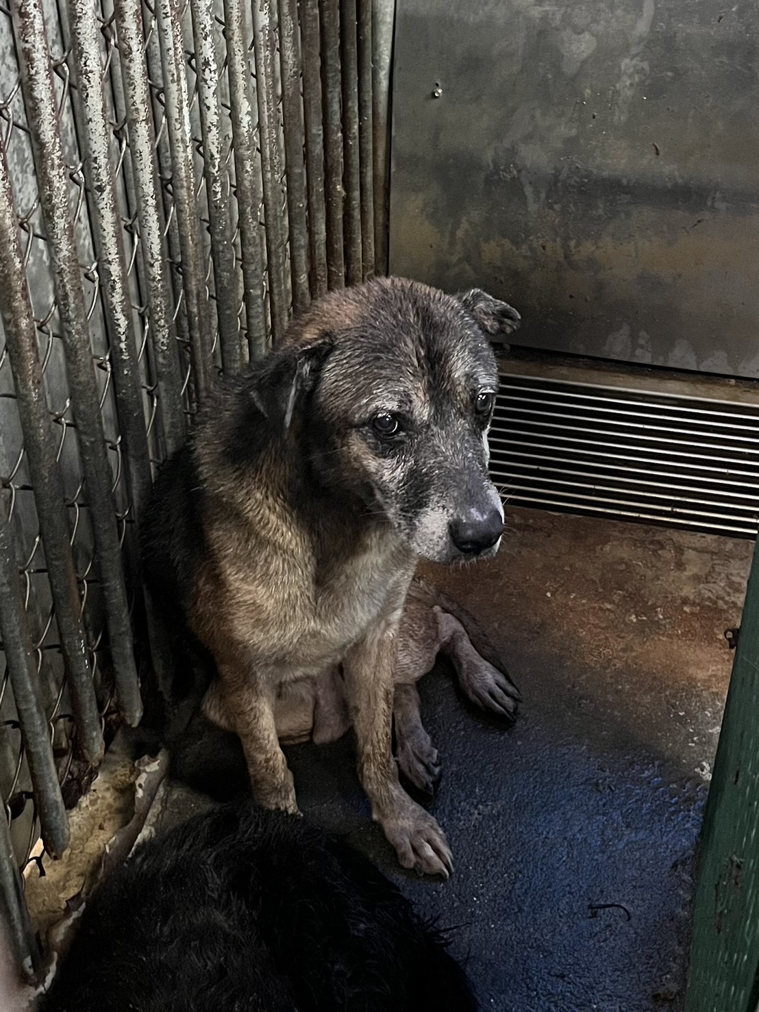 彰化縣已領養狗 混種犬