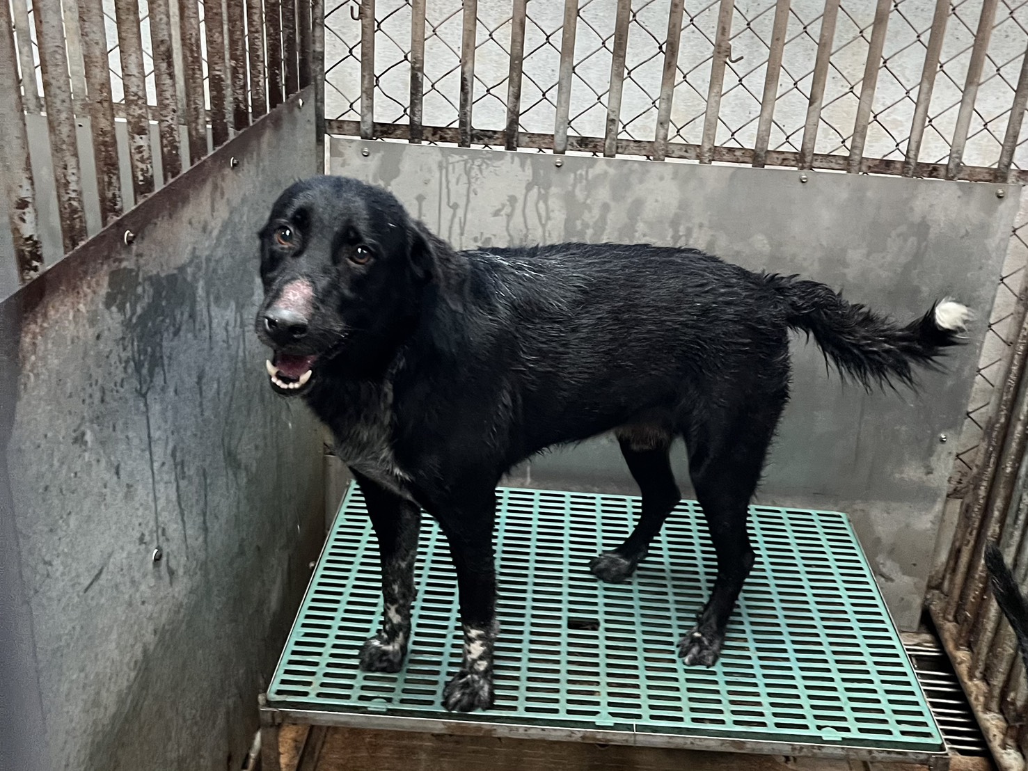 彰化縣已領養狗 混種犬