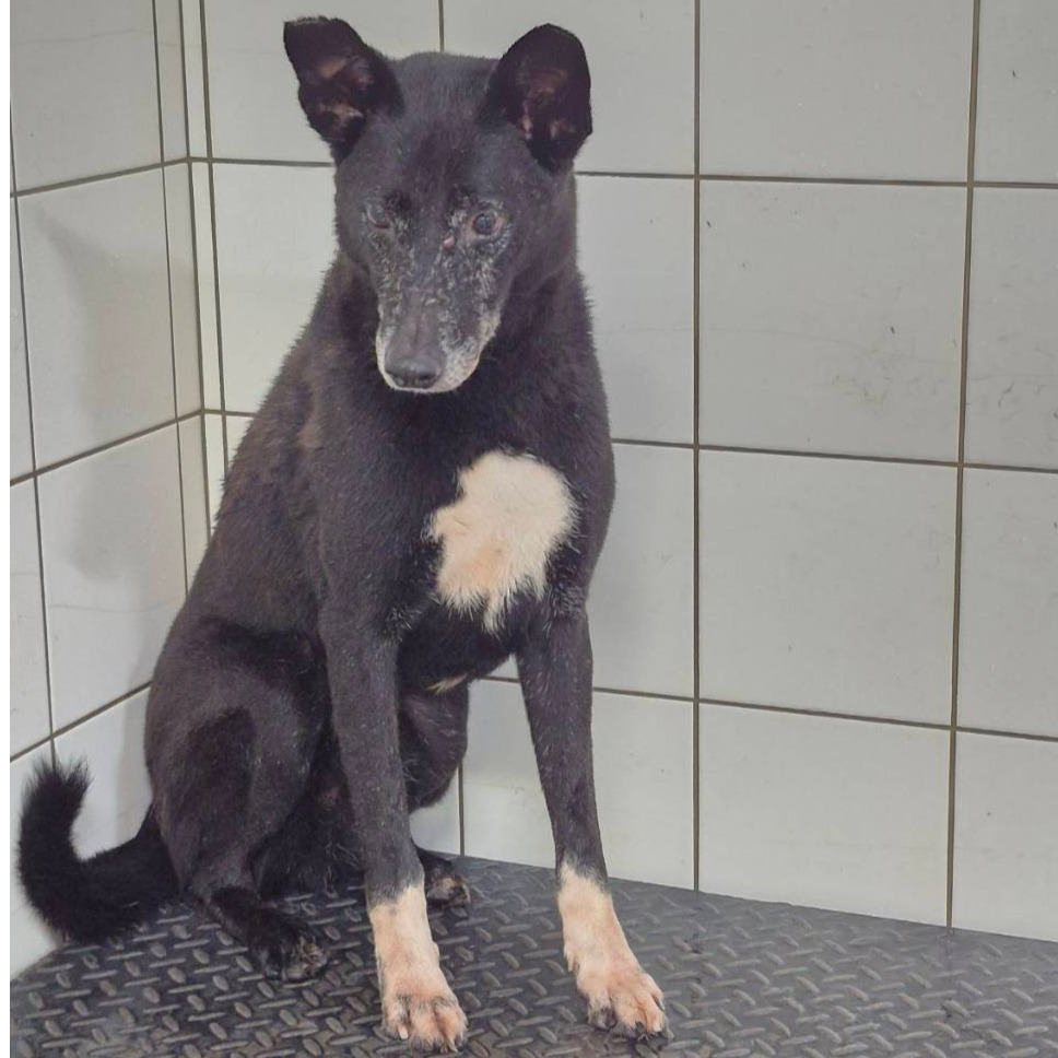 新北市已領養狗 混種犬