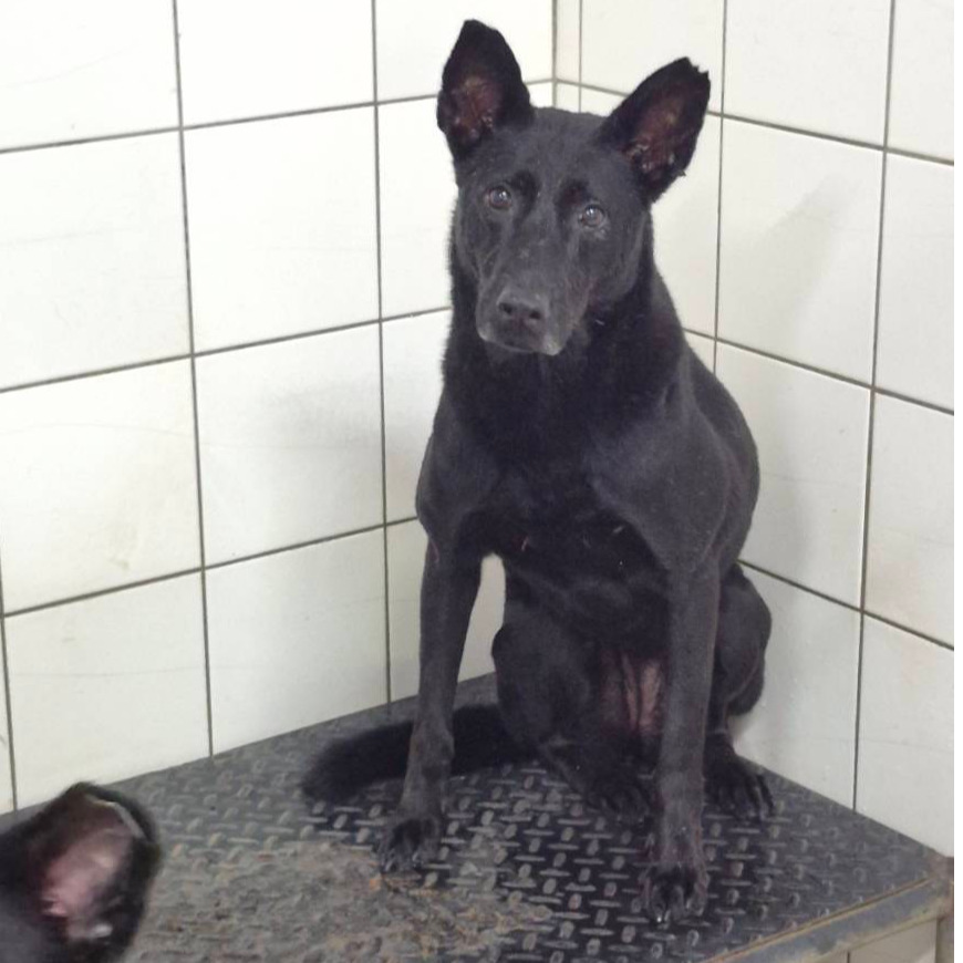 新北市已領養狗 混種犬