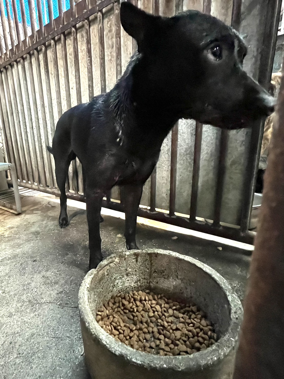 彰化縣已領養狗 混種犬