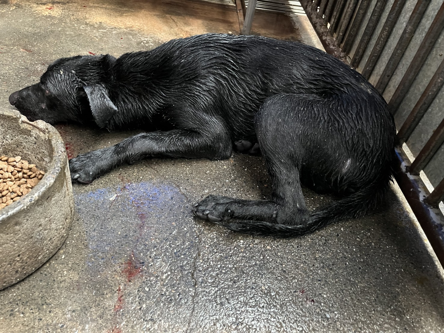 彰化縣已領養狗 混種犬