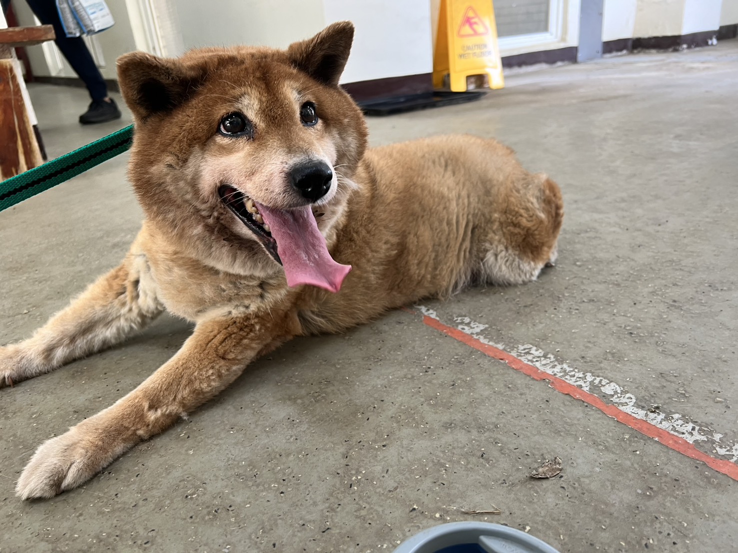 桃園市已領養狗 柴犬