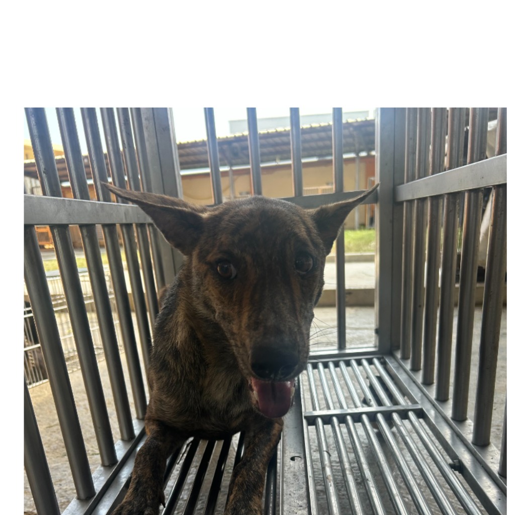 澎湖縣已領養狗 混種犬