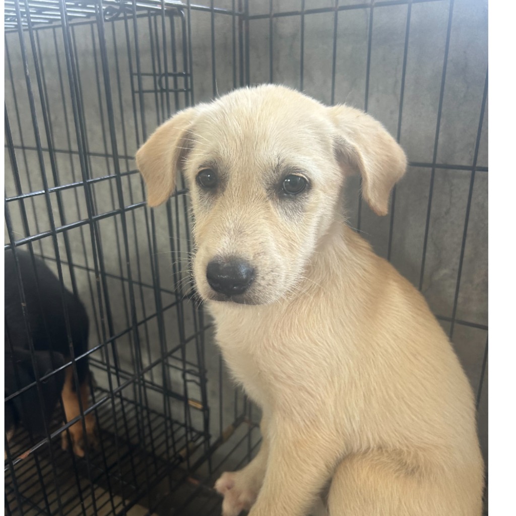 澎湖縣已領養狗 混種犬