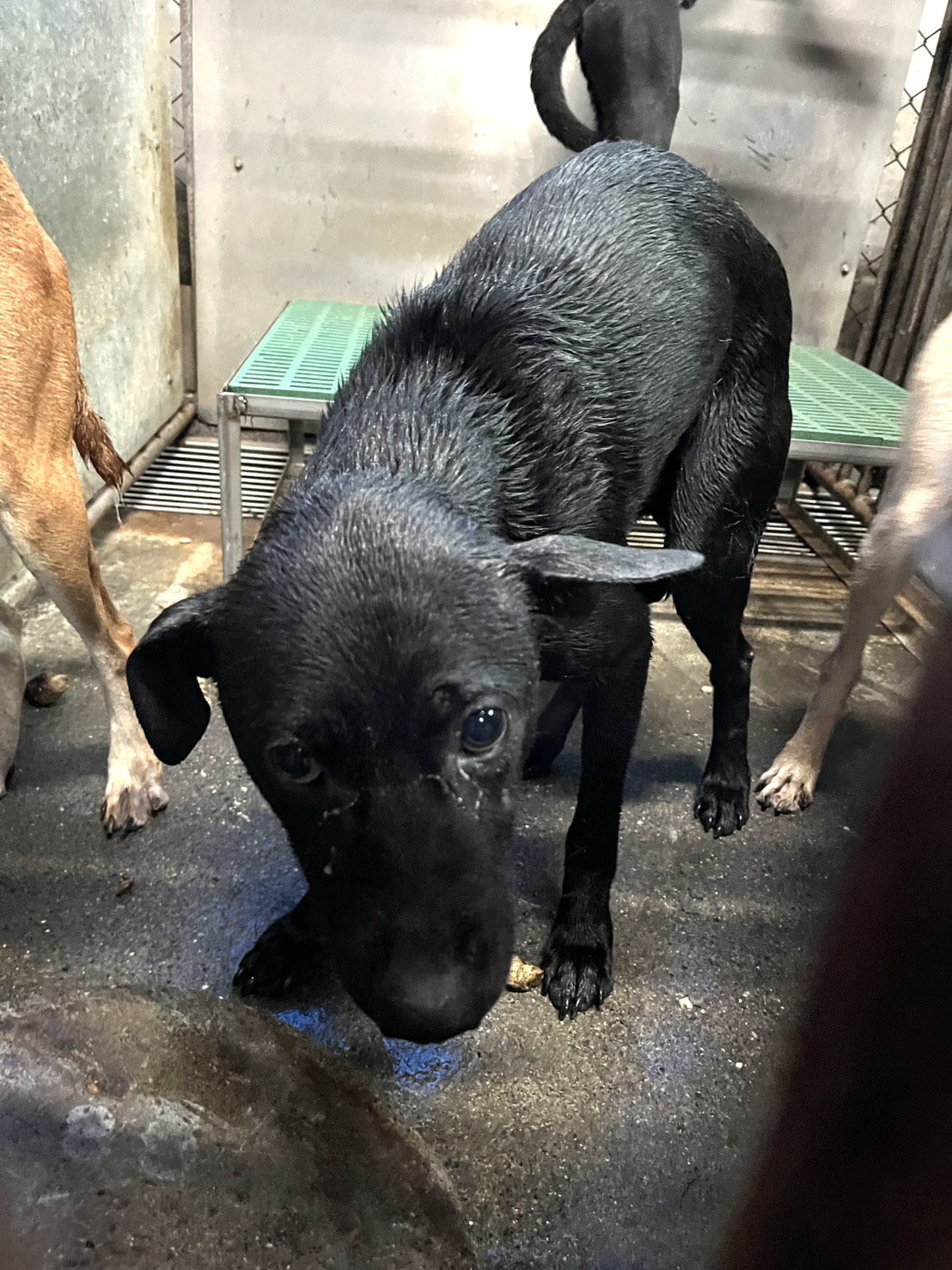 彰化縣已領養狗 混種犬