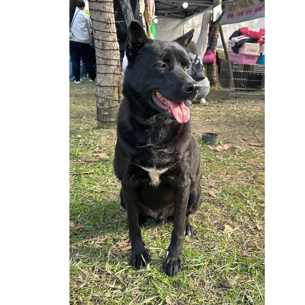 新北市已領養狗 混種犬