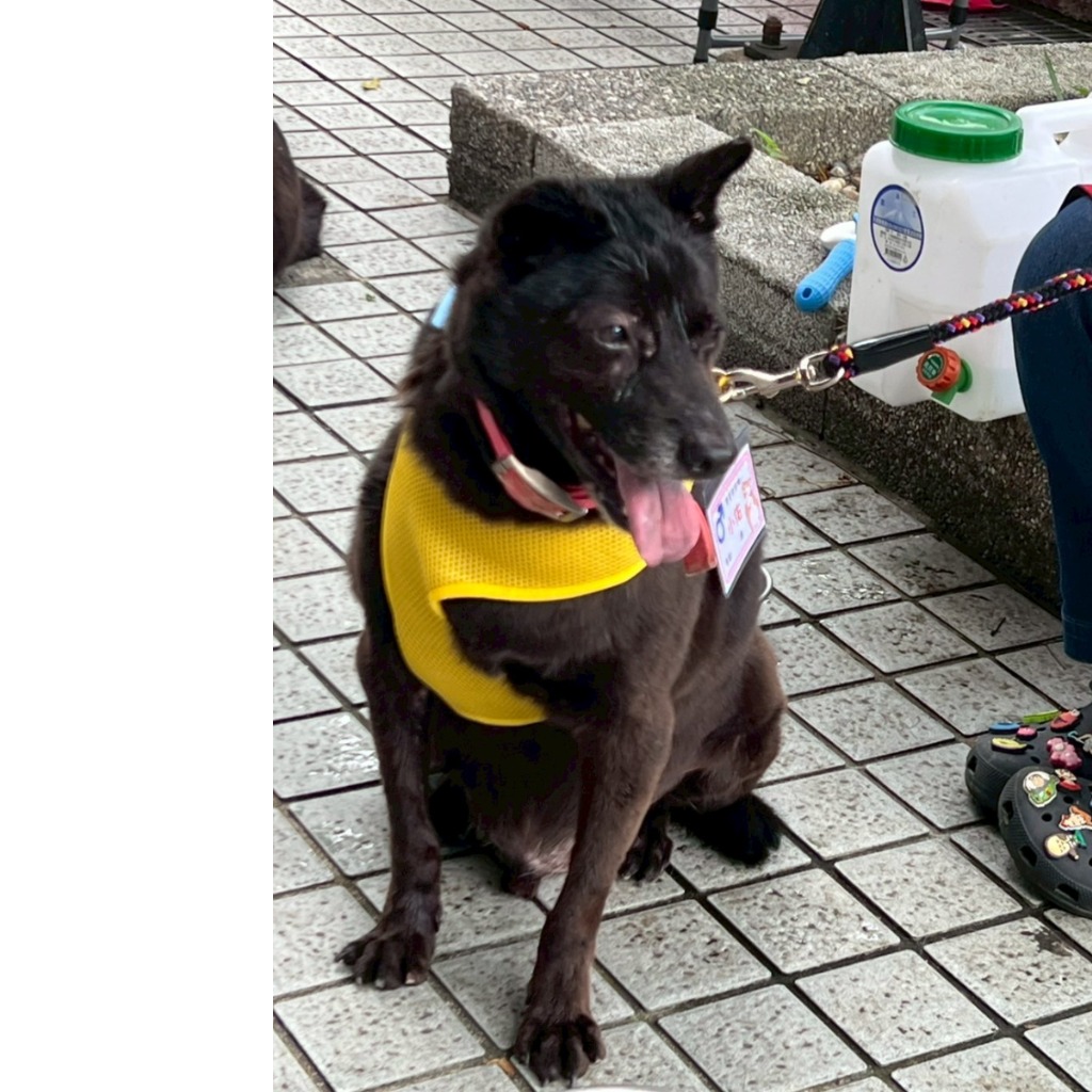 新北市已領養狗 混種犬