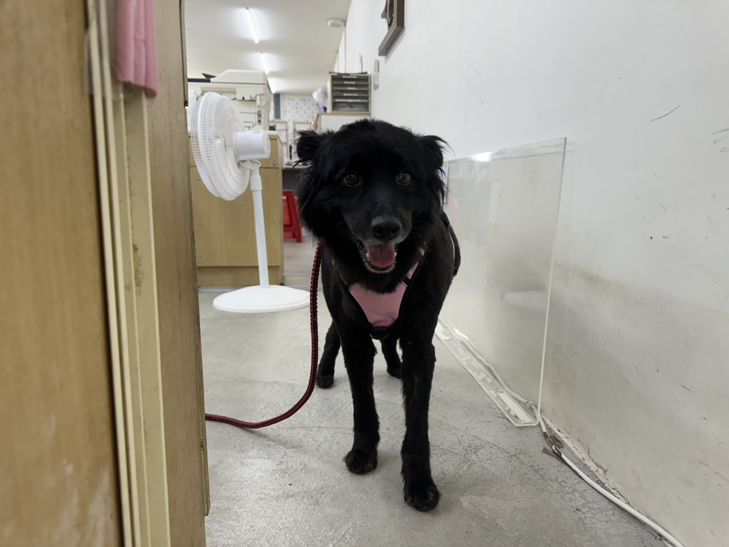 台北市已領養狗 混種犬