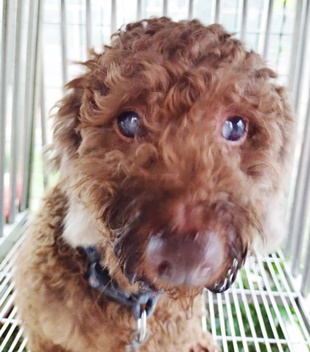 台中市已領養狗 貴賓犬