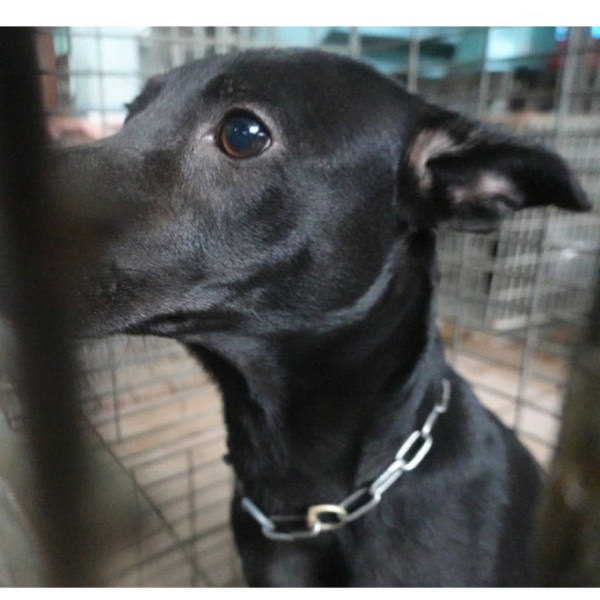 台南市待認養狗 混種犬