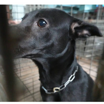 台南市待認養狗｜混種犬｜黑色｜母