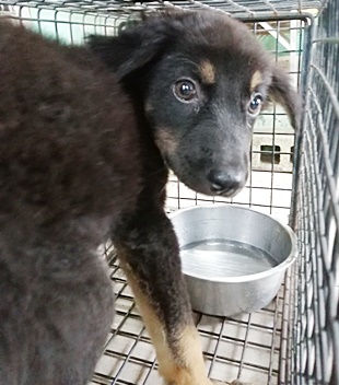台中市已領養狗 混種犬