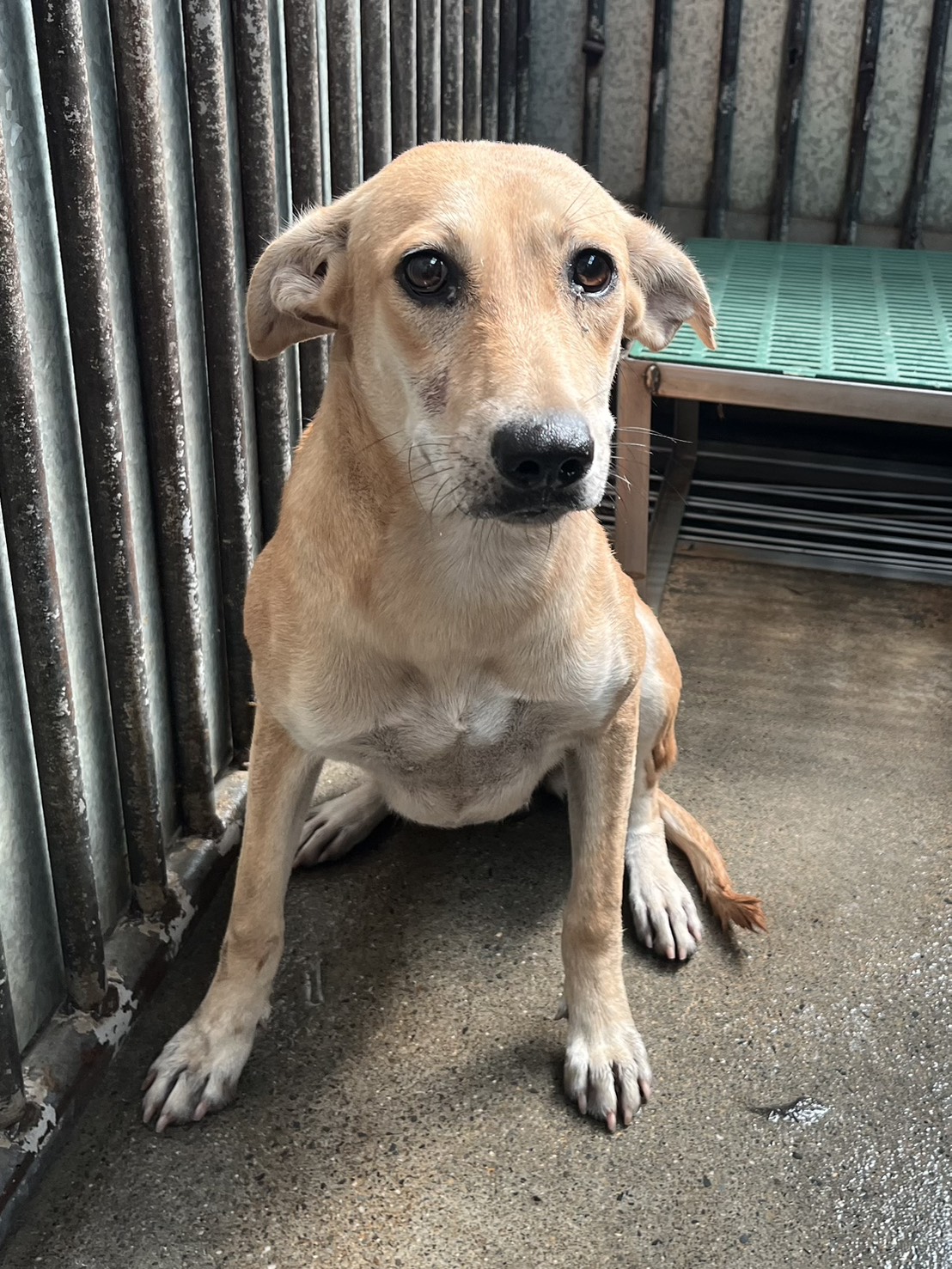 彰化縣已領養狗 混種犬
