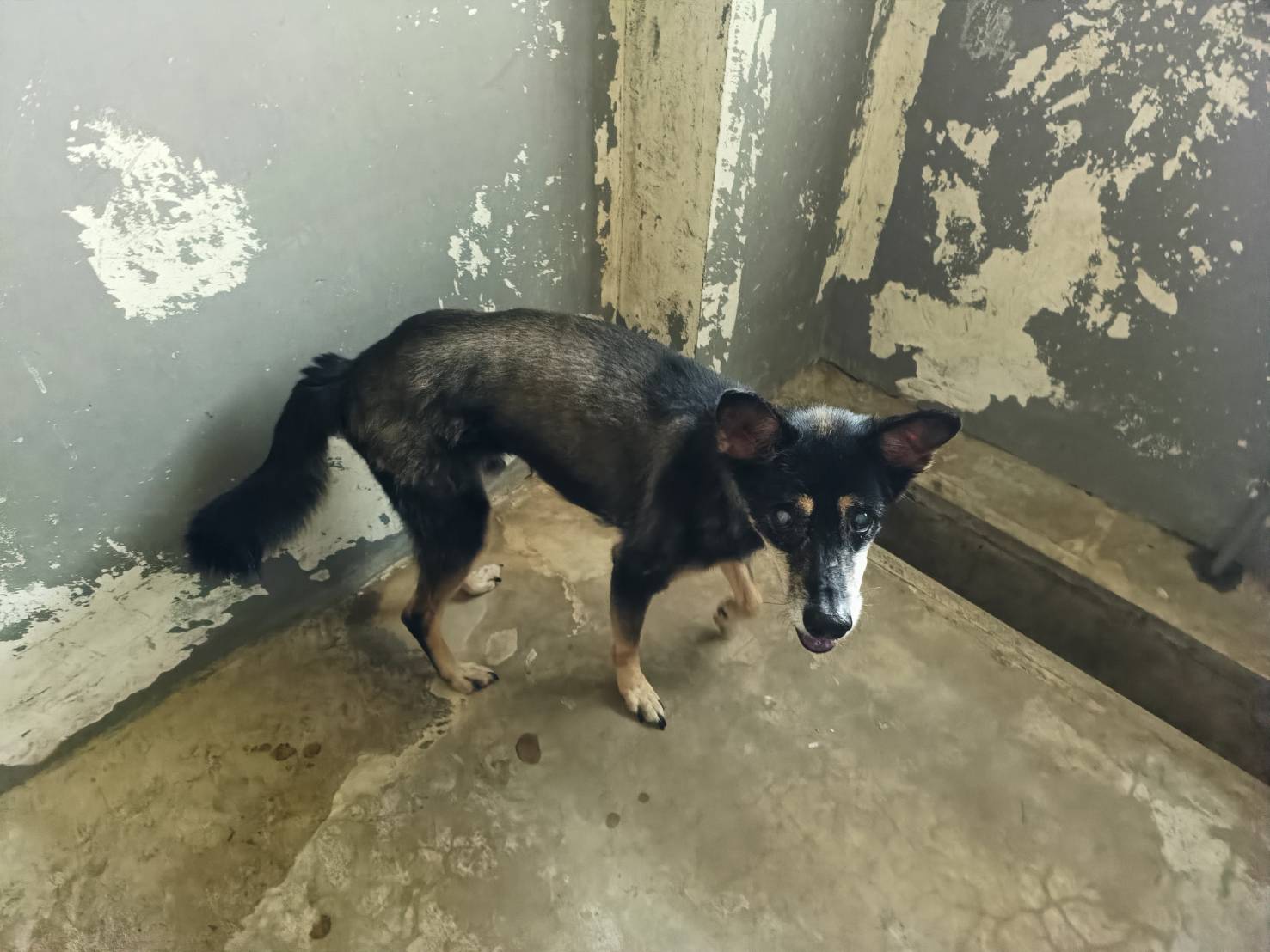 新竹市待認養狗 混種犬