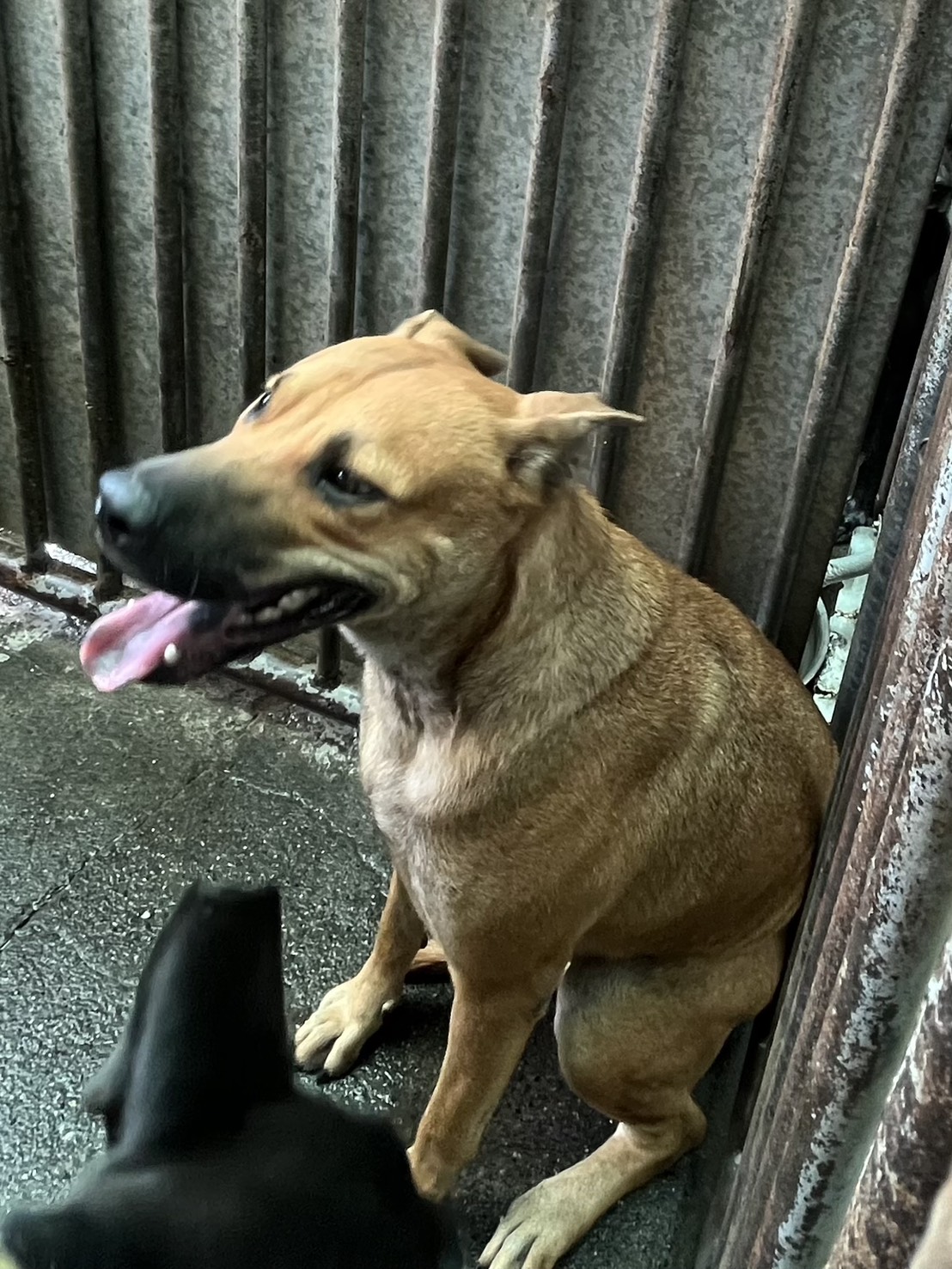 彰化縣已領養狗 混種犬