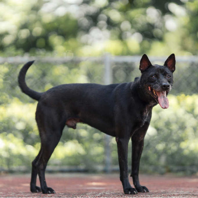 新北市已領養狗 混種犬