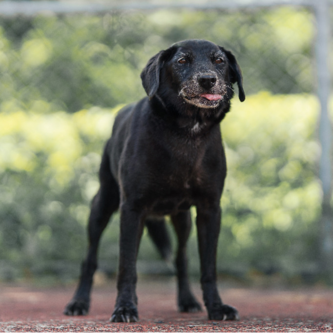 新北市已領養狗 混種犬