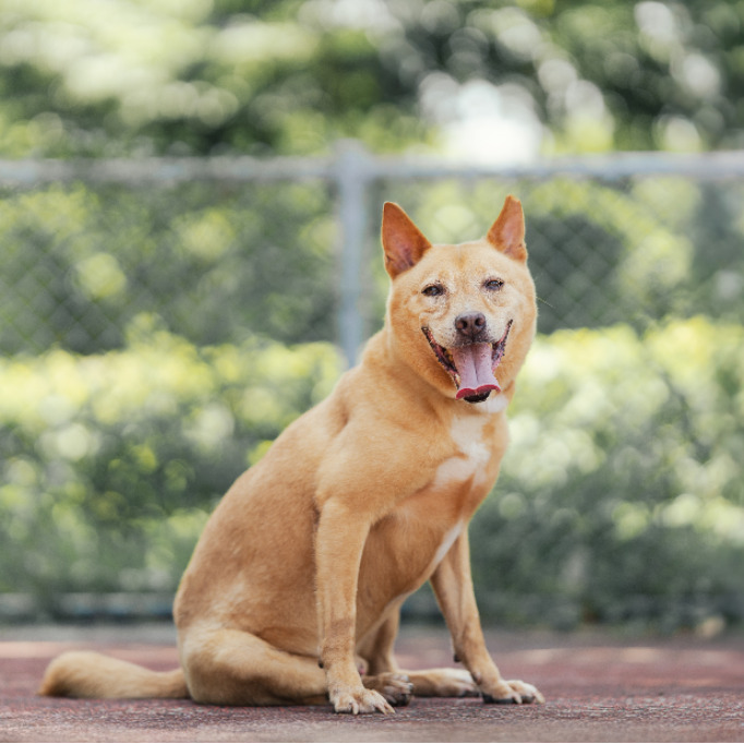 新北市已領養狗 混種犬