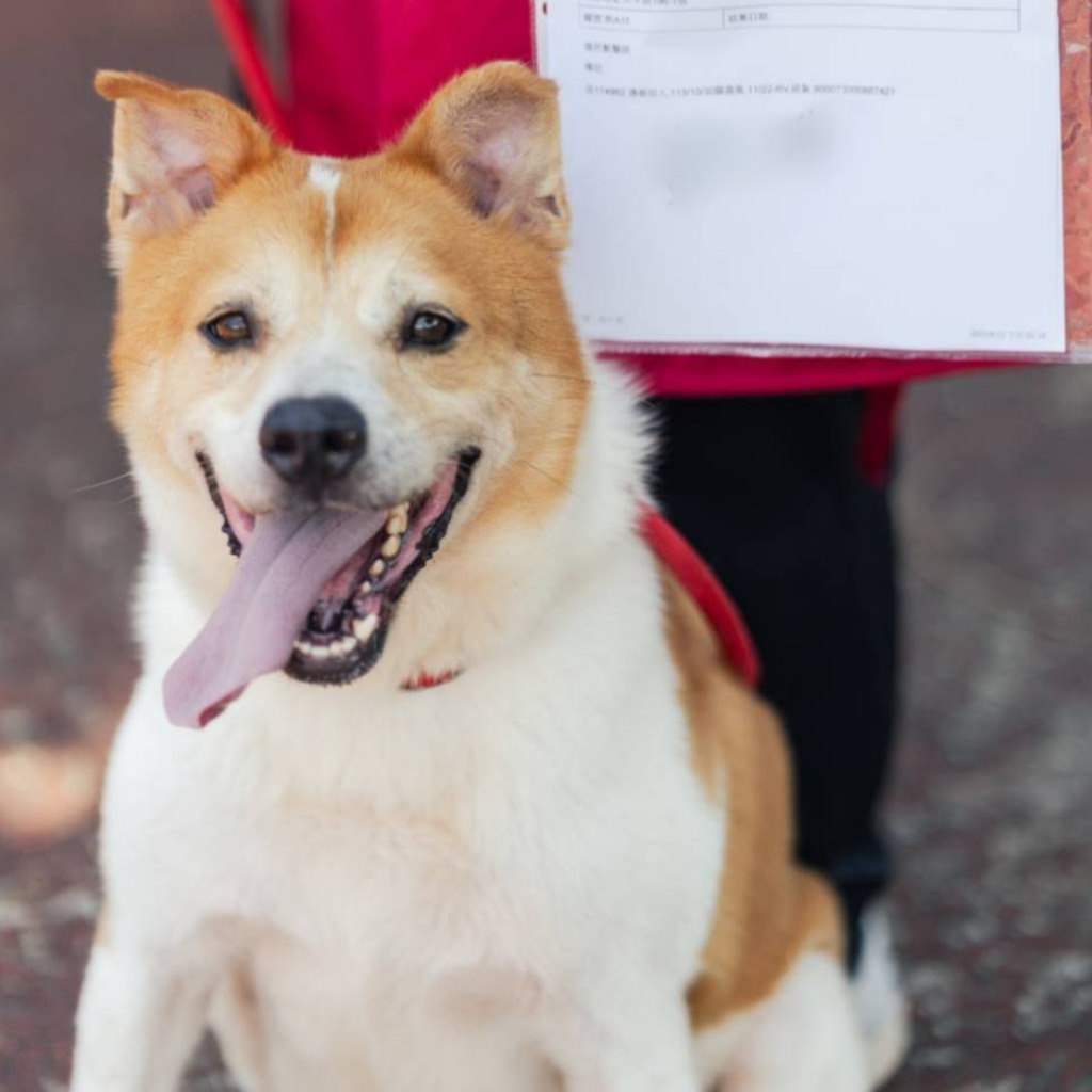 新北市已領養狗 混種犬