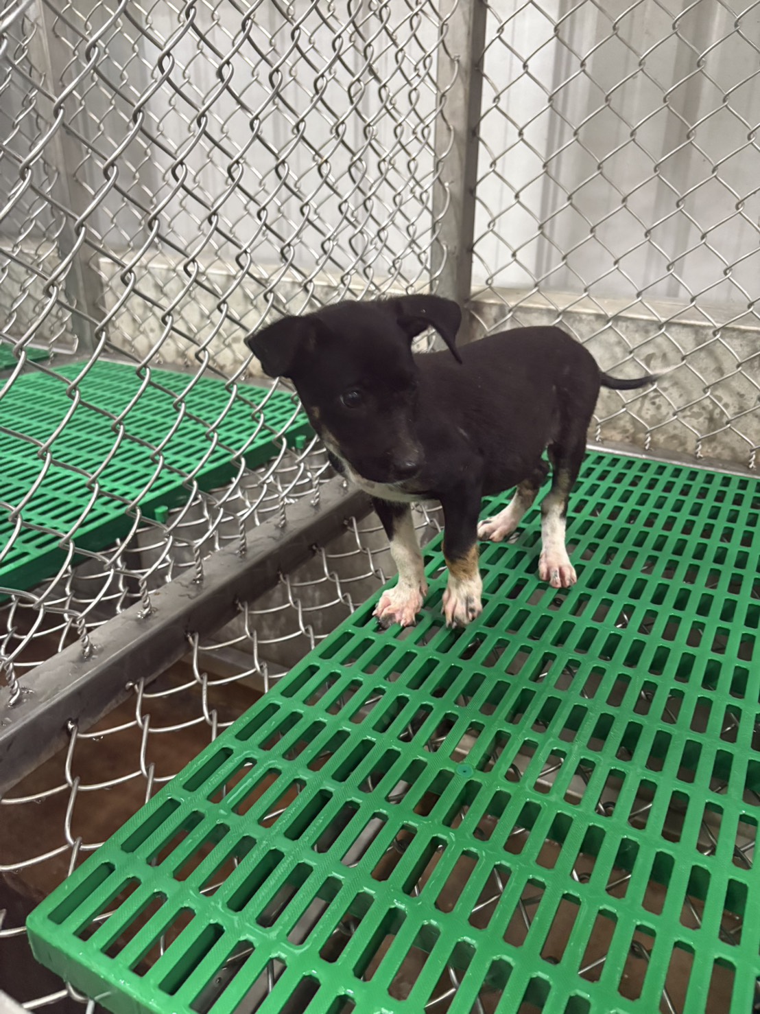 台東縣已領養狗 混種犬