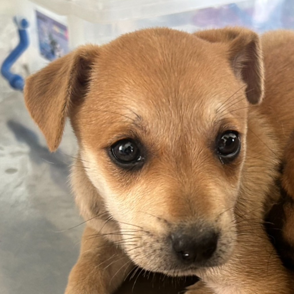 澎湖縣已領養狗 混種犬