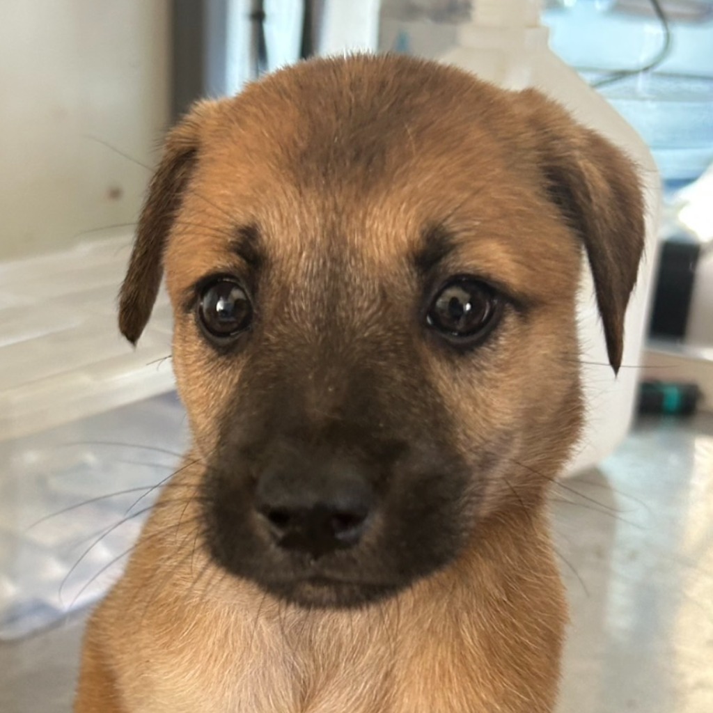 澎湖縣已領養狗 混種犬