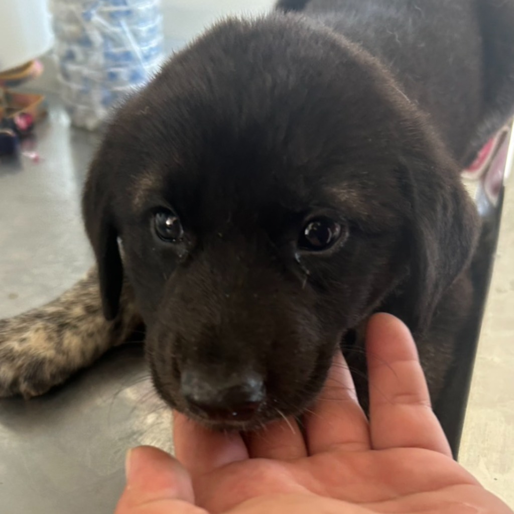 澎湖縣已領養狗 混種犬