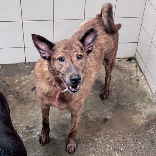 新北市已領養狗 混種犬