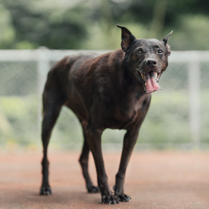 新北市已領養狗 混種犬