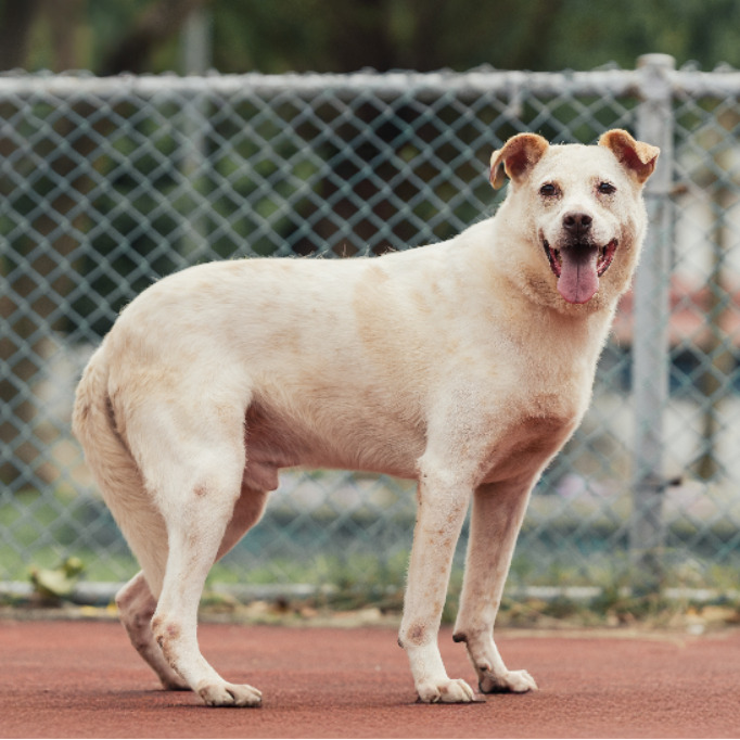 新北市已領養狗 混種犬