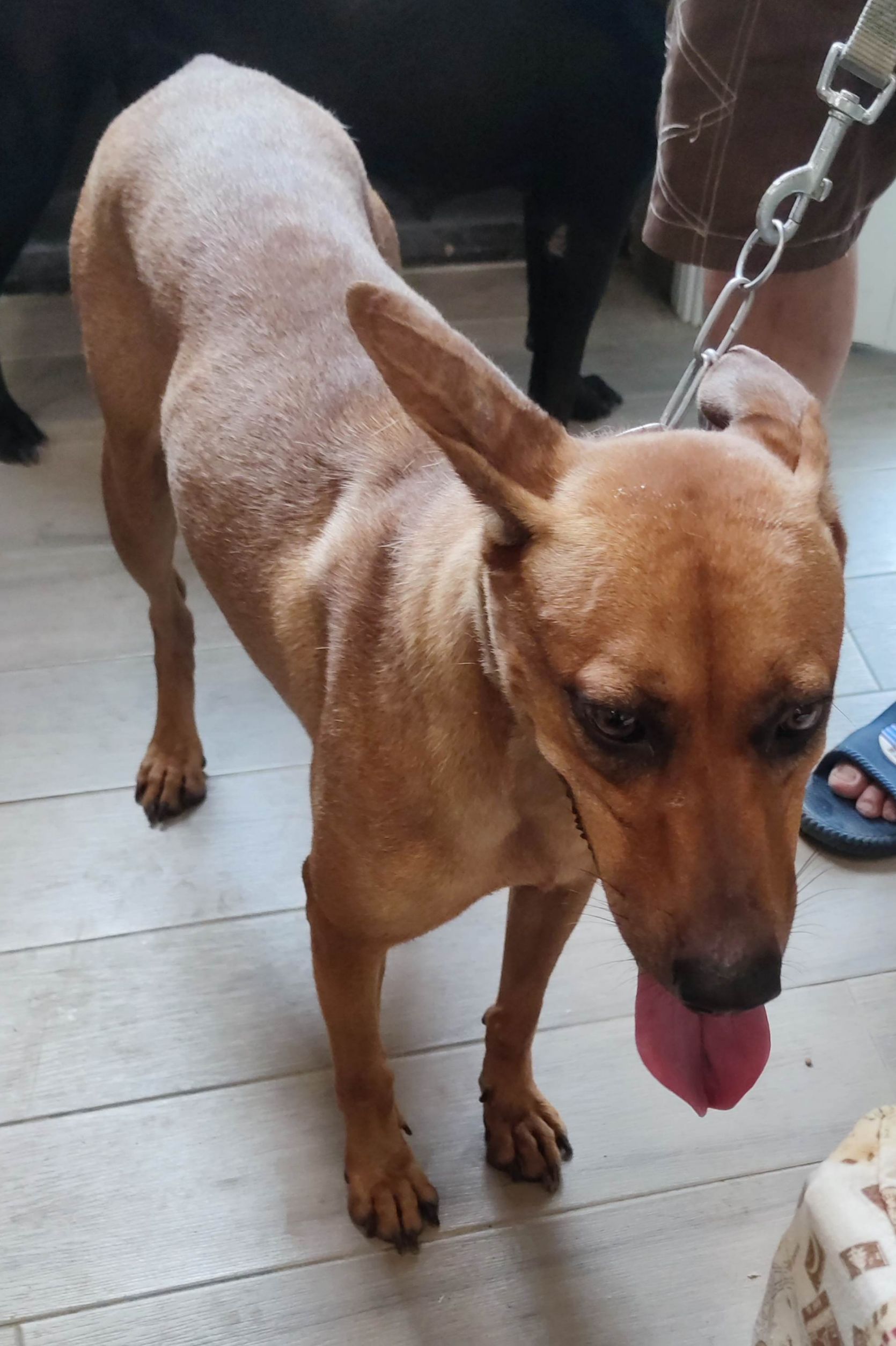 新北市已領養狗 混種犬