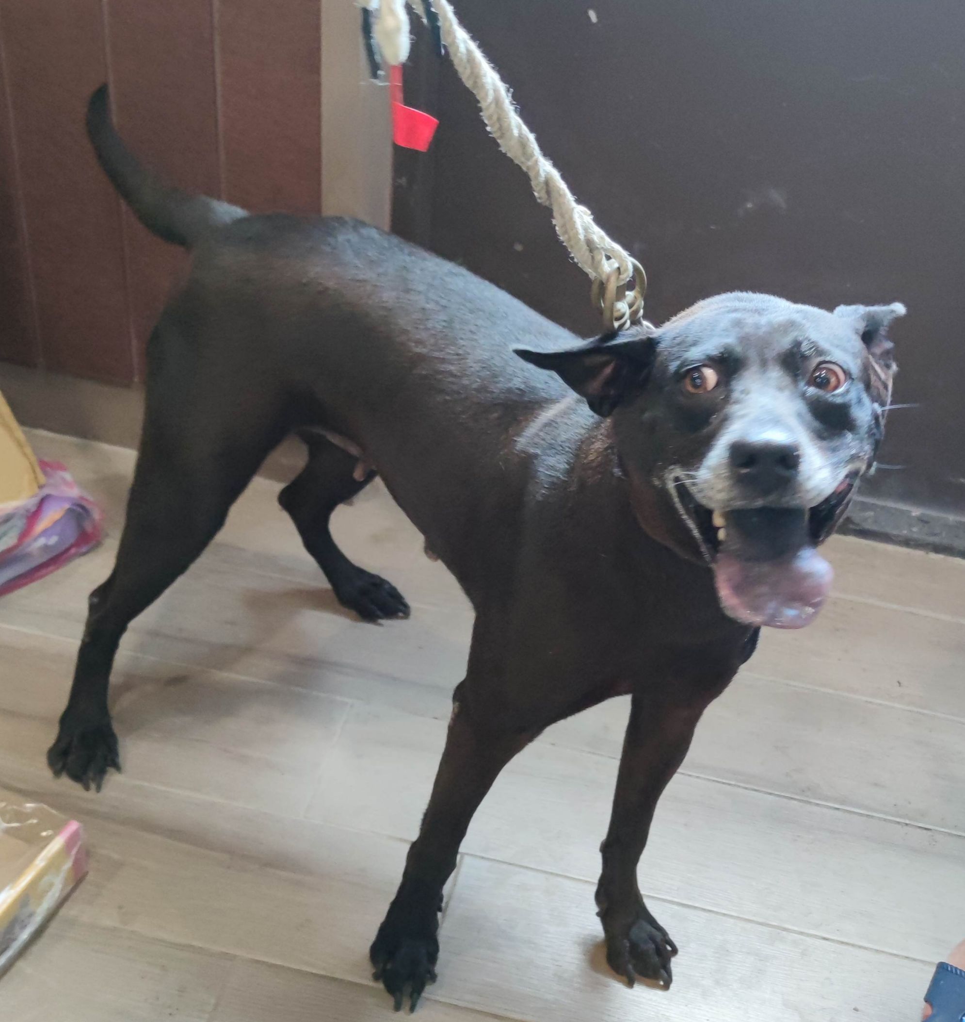 新北市已領養狗 混種犬