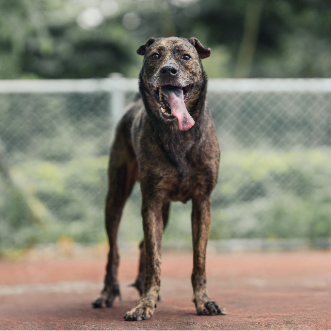 新北市已領養狗 混種犬
