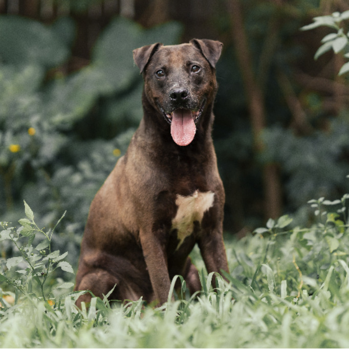新北市已領養狗 比特犬