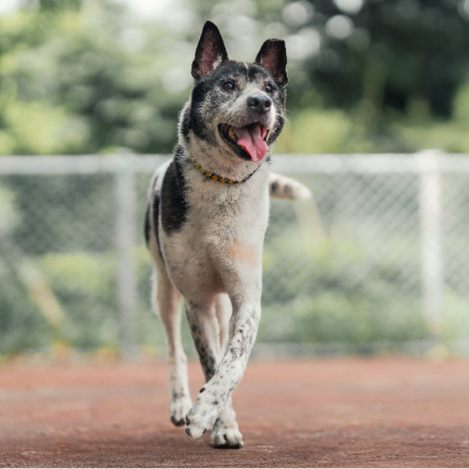 新北市已領養狗 混種犬