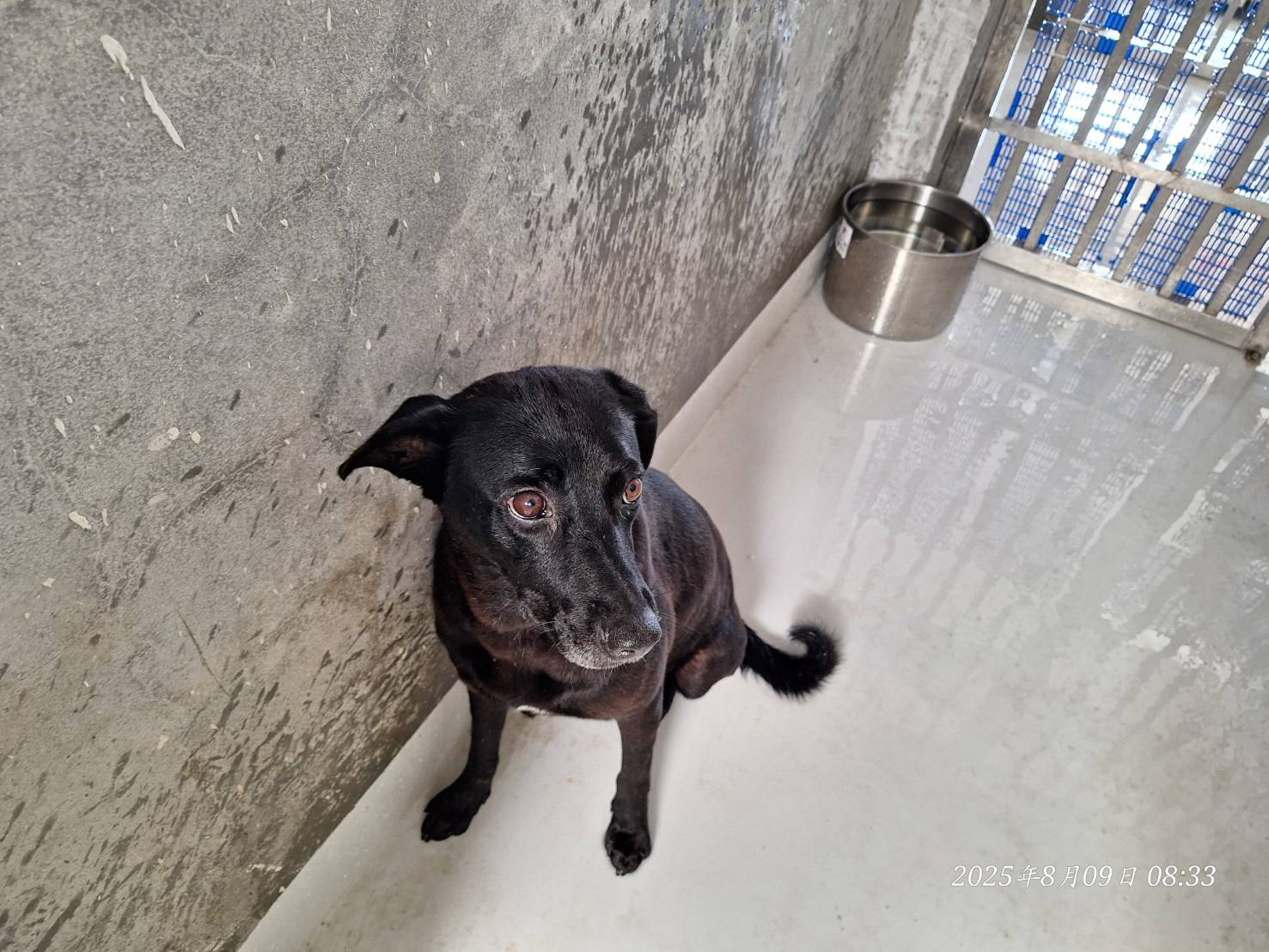 基隆市已領養狗 混種犬