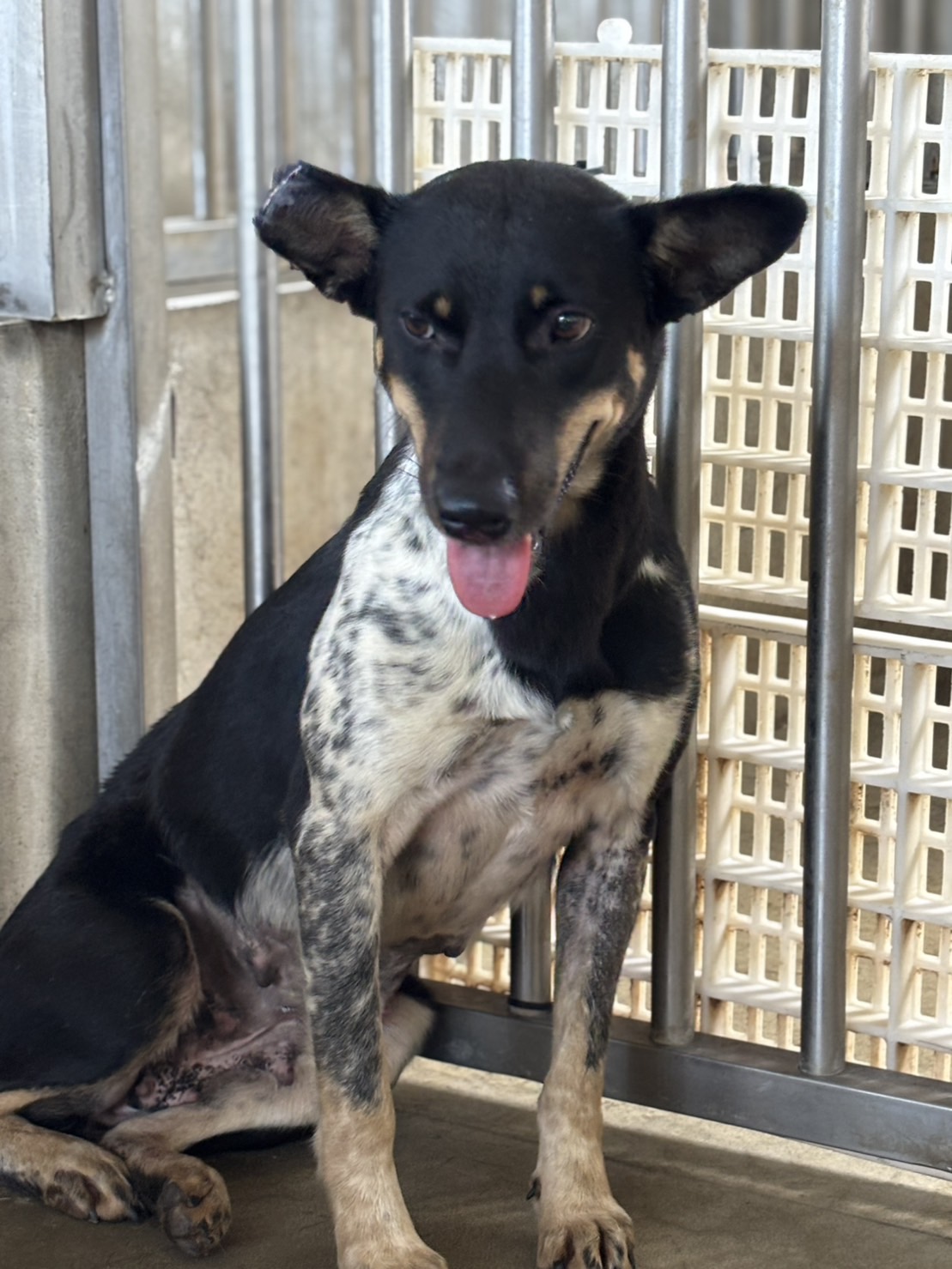 澎湖縣已領養狗 混種犬