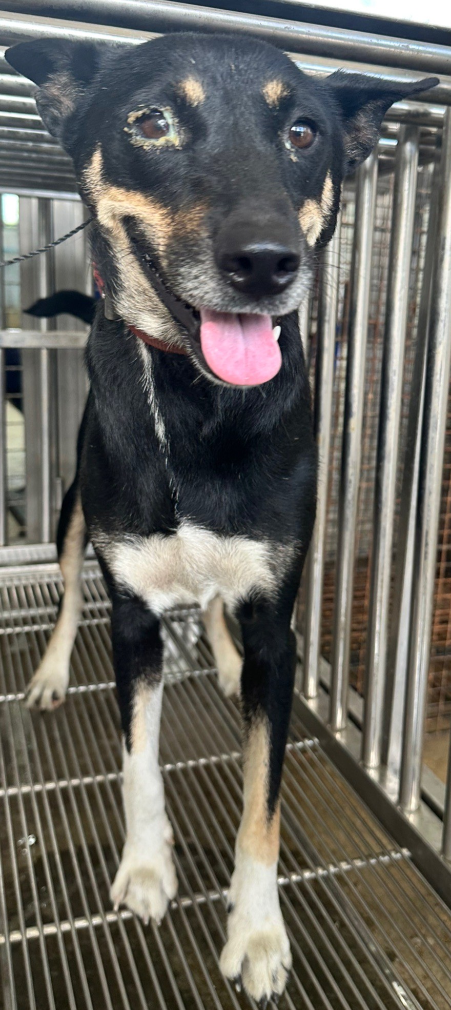 花蓮縣待認養狗 混種犬