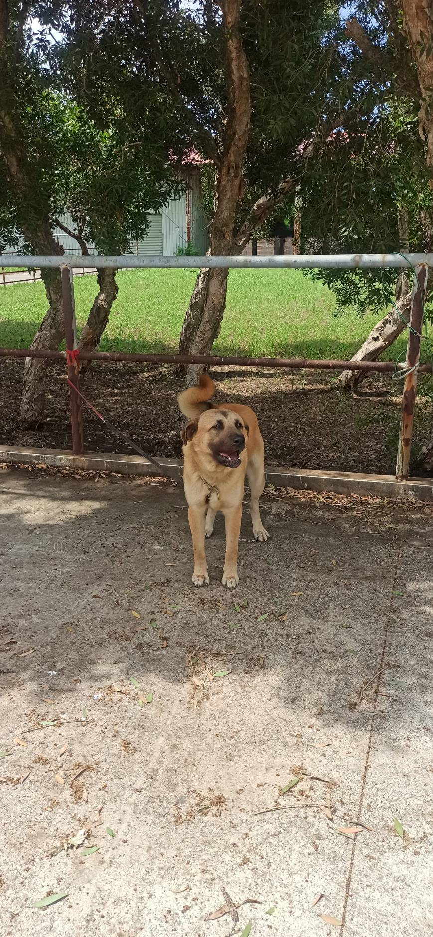金門縣已領養狗 混種犬