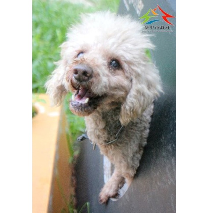 台中市已領養狗 貴賓犬