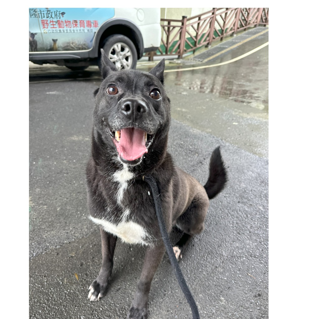 基隆市已領養狗 混種犬