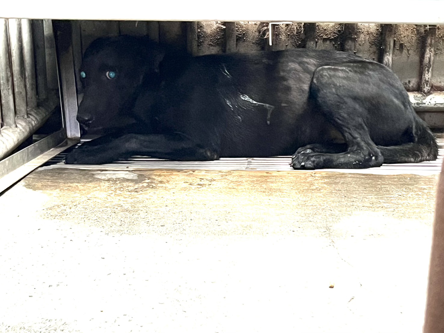 彰化縣已領養狗 混種犬