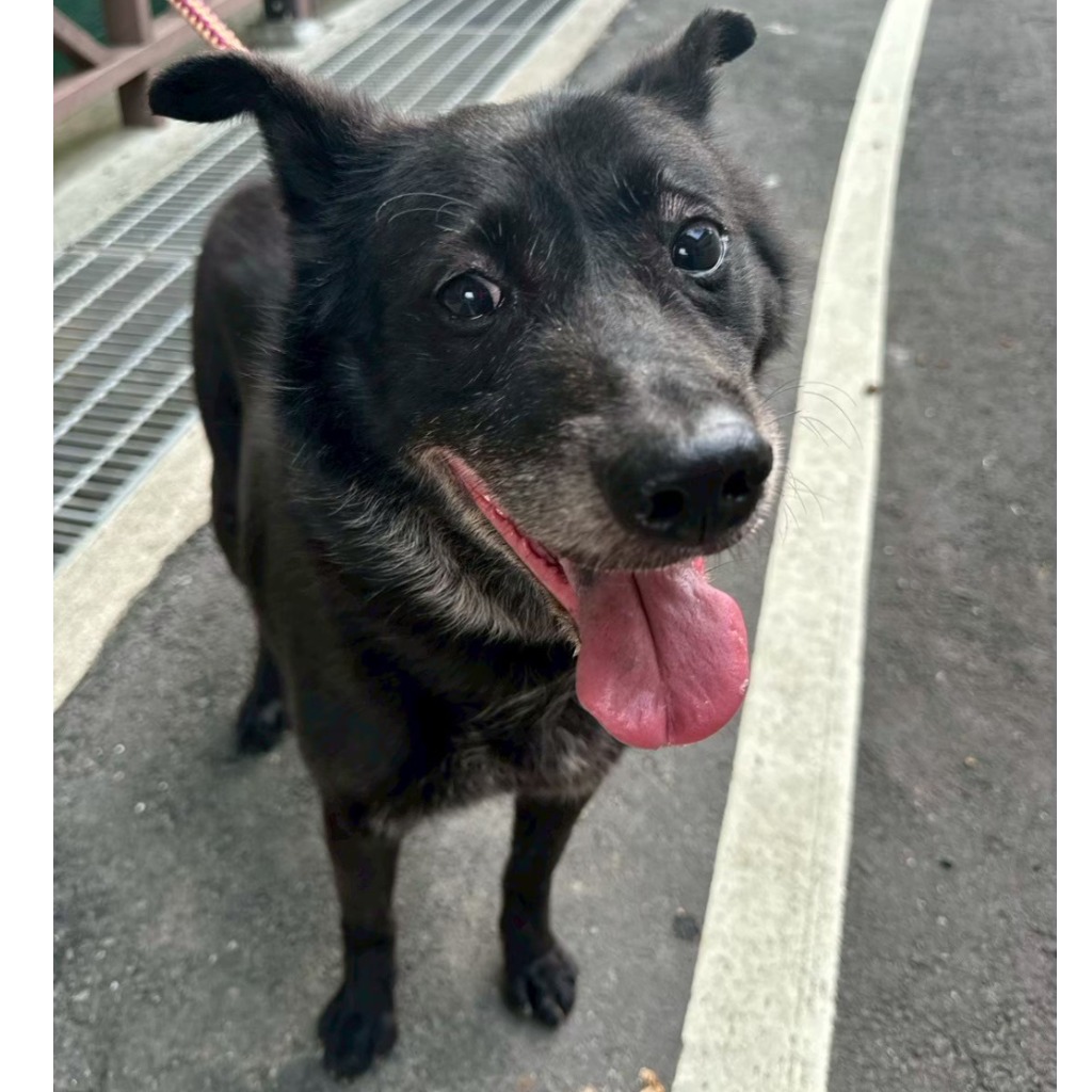 基隆市已領養狗 混種犬