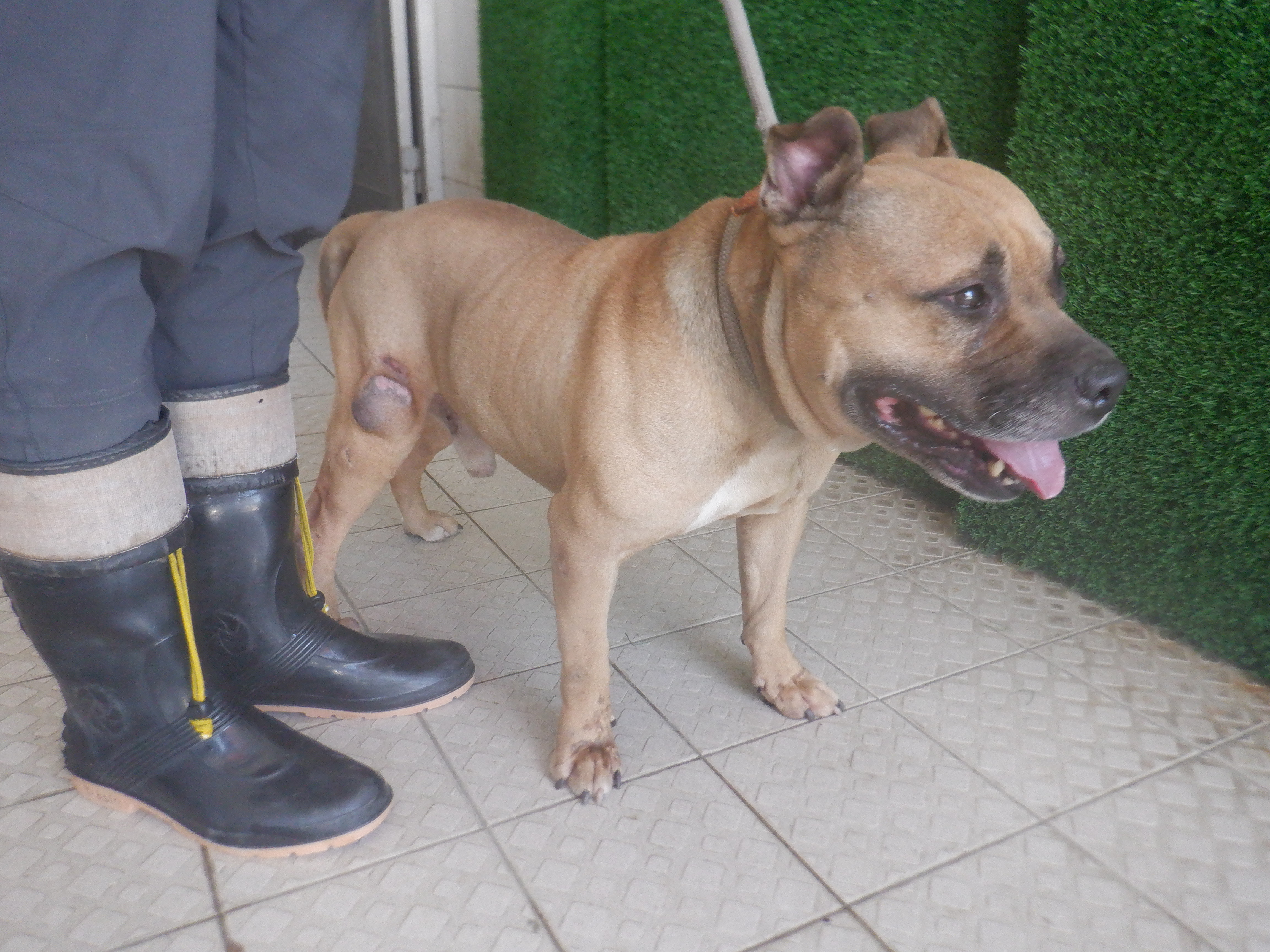 南投縣已領養狗 美國惡霸犬