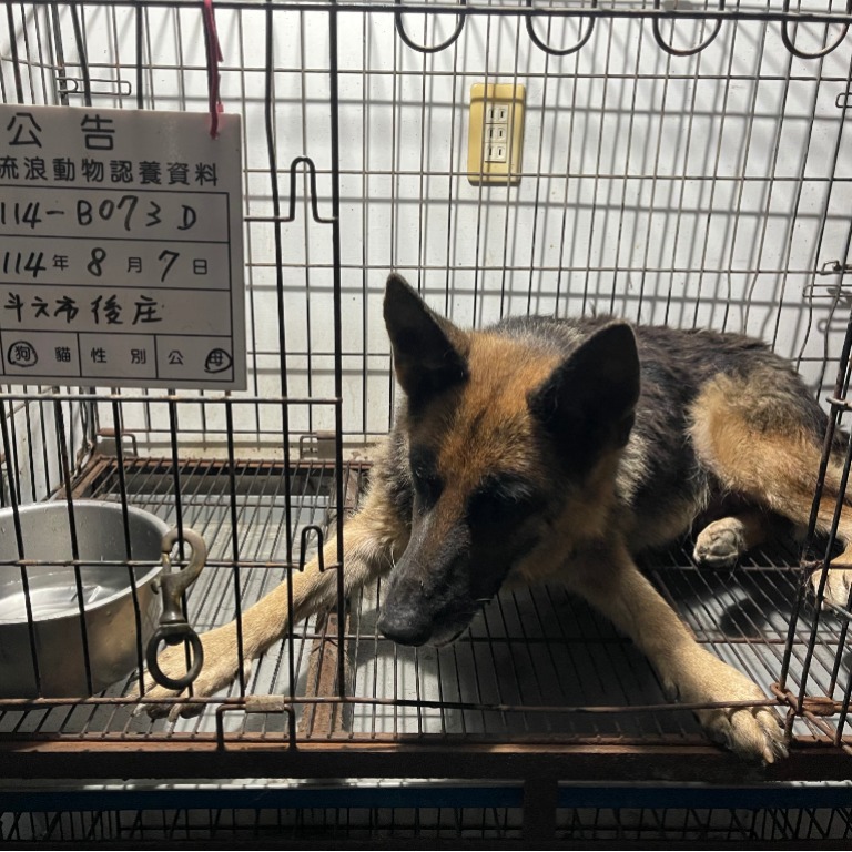 雲林縣已領養狗 混種犬