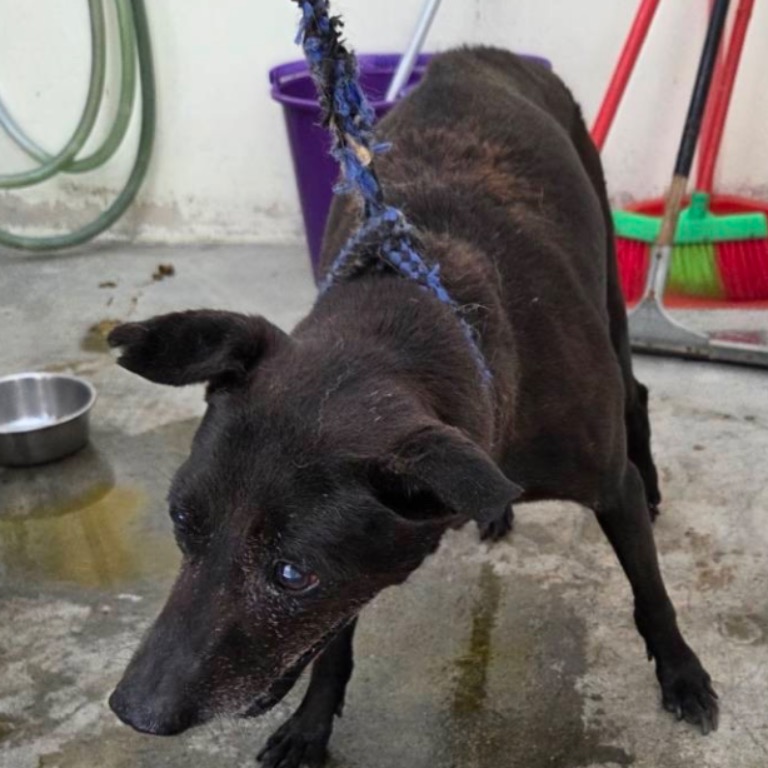 台北市已領養狗 混種犬