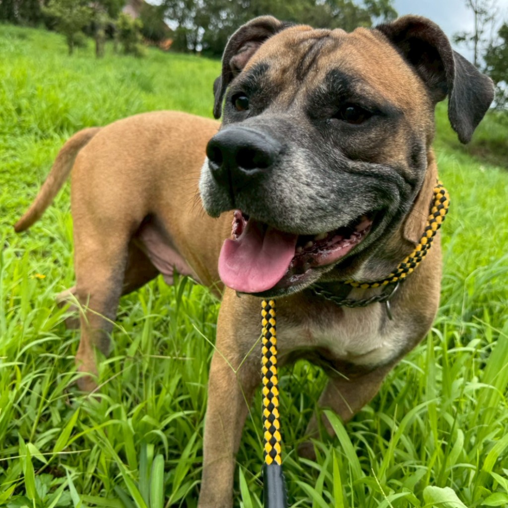 基隆市已領養狗 比特犬