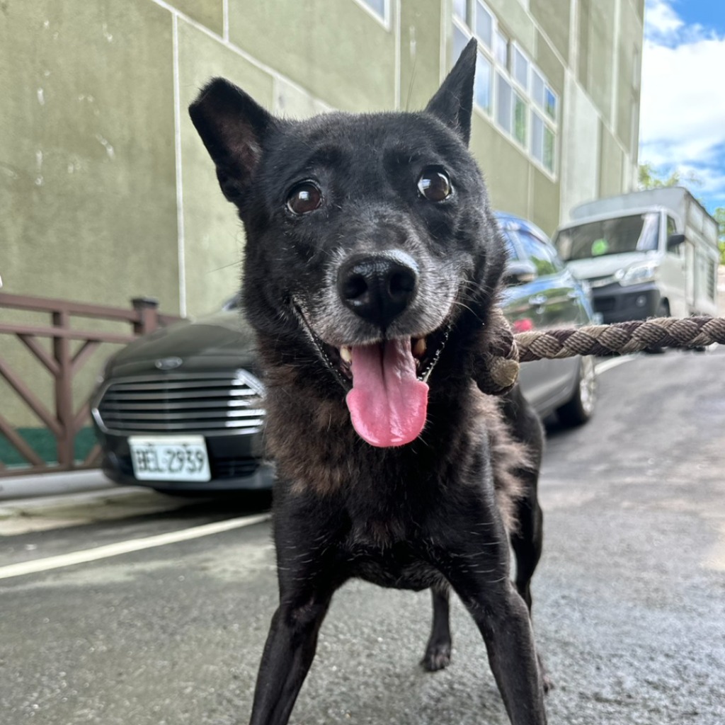 基隆市已領養狗 混種犬