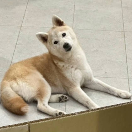 基隆市待認養狗｜柴犬｜黃色｜母